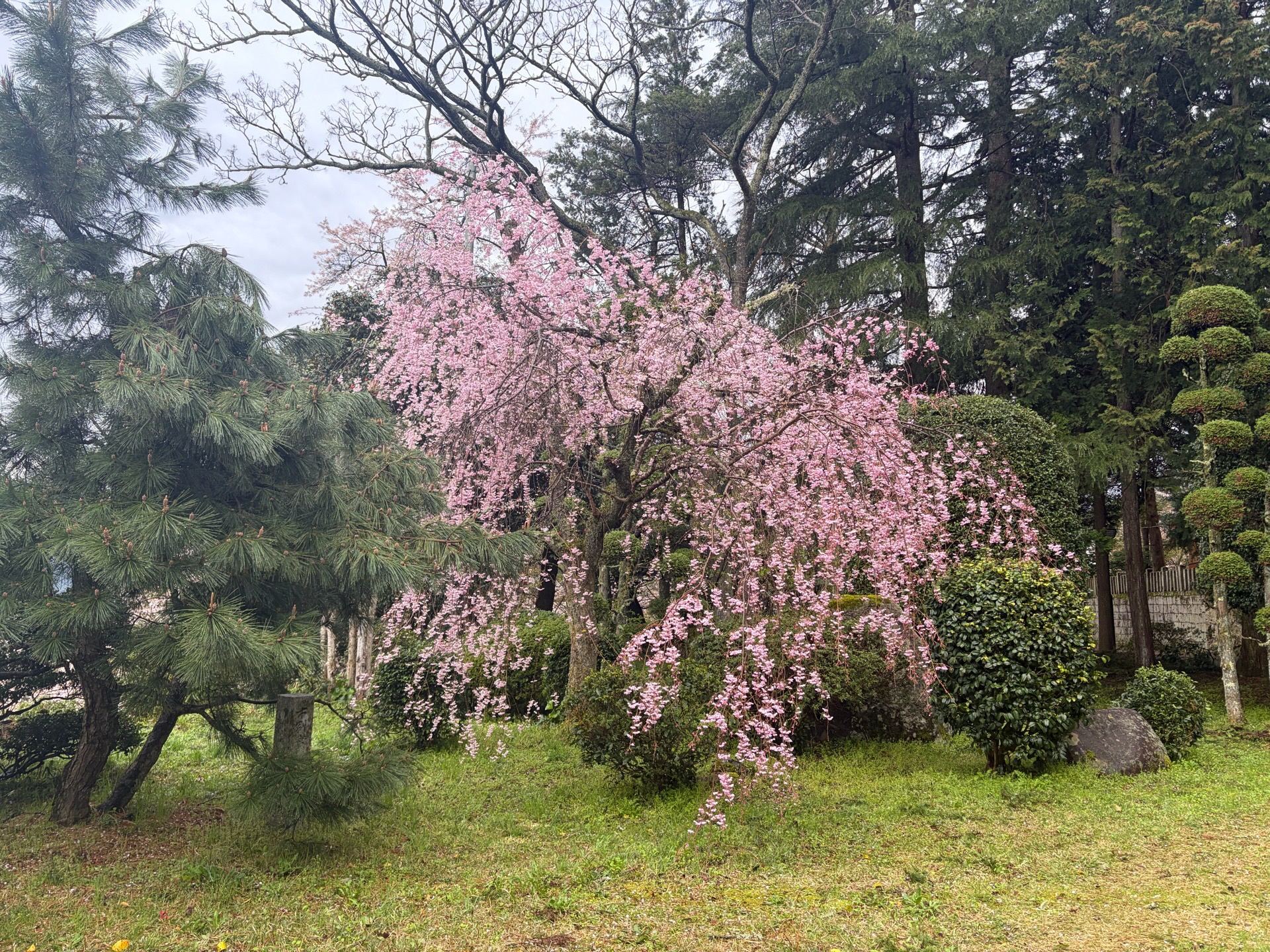 しだれ桜